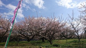 大山梅祭り