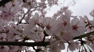 29桜