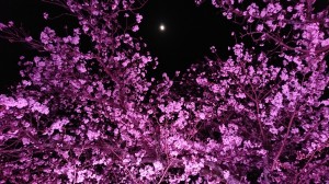 月見て桜