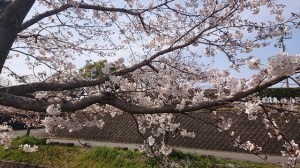 桜３月２７日2（大分県日田市のロードサービスと車屋のカードック弘成）