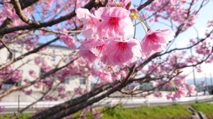 桜３月２７日3（大分県日田市のロードサービスと車屋のカードック弘成）