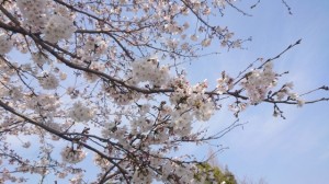 桜３月２７日（大分県日田市のロードサービスと車屋のカードック弘成）