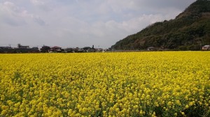 バサロの菜の花（大分県日田市のロードサービスと車屋のカードック弘成）